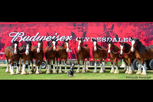 Budweiser Clydesdales at SoKY Marketplace | Bowling Green, KY